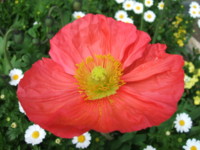 f:id:rockychack:20100410114743j:image