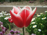 f:id:rockychack:20100410115319j:image