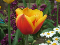 f:id:rockychack:20100410115444j:image