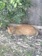 f:id:rockychack:20101017234430j:image