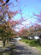f:id:rockychack:20111104214802j:image:right