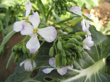 f:id:rocohouse:20090328145209j:image:h100