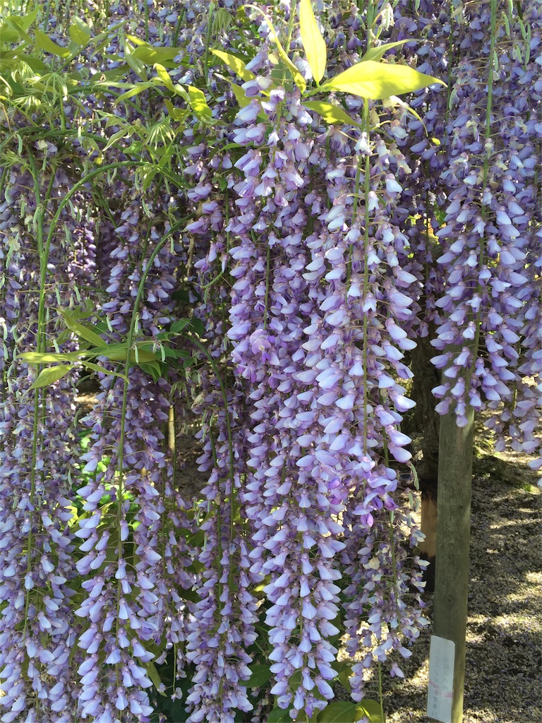 f:id:rocorinne:20160504171356j:image f:id:rocorinne:20160504171356j:image