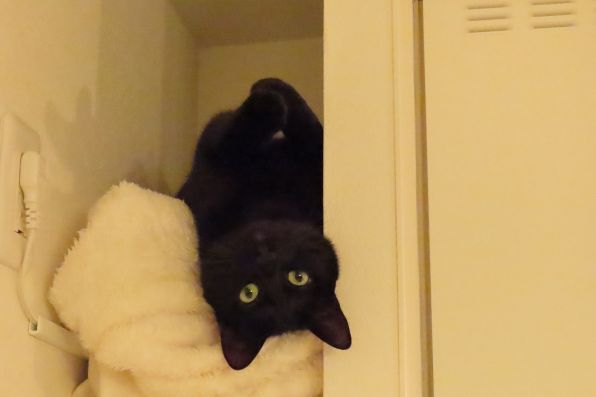 f:id:roka1111:20200427180942j:plain