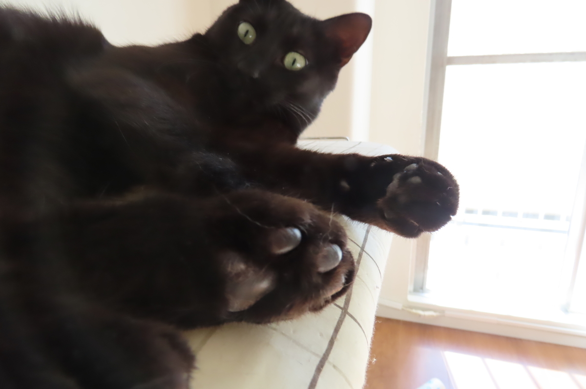 黒猫の性格や特徴について考えると 初めて猫を飼うなら黒猫が一番であることが分かった かぎねこ