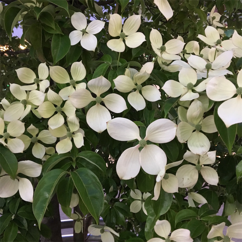 f:id:rokarioum:20180531012417j:image f:id:rokarioum:20180531012417j:image