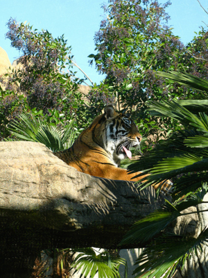 f:id:rokaz:20100102212550j:image