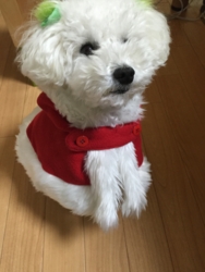 f:id:rokkoyuko:20141127103833j:plain