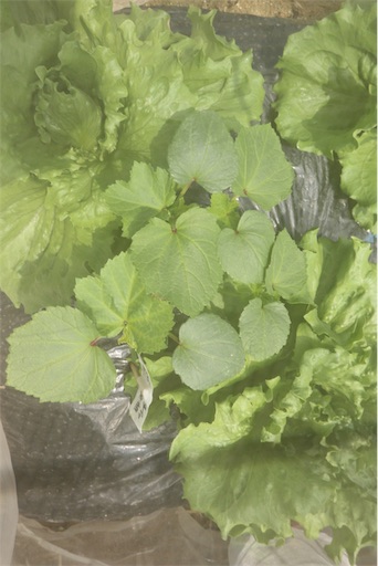 f:id:rokuao:20190425193715j:image