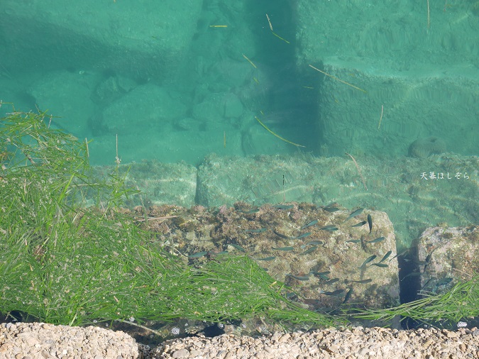 堤防から見えた魚