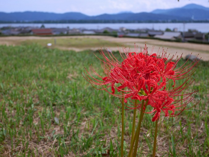 天橋立と彼岸花