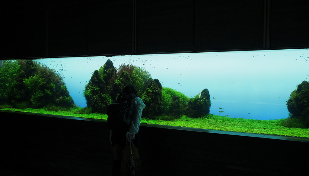 すみだ水族館 オシャレで長い水槽