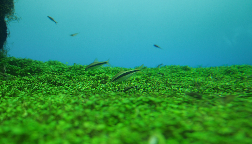 魚が飛んでるみたいな水槽