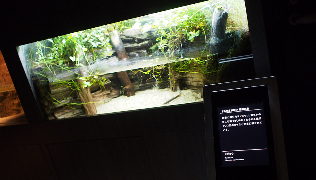 どじょうの展示