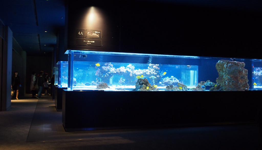 すみだ水族館 立ち並ぶ横長の水槽