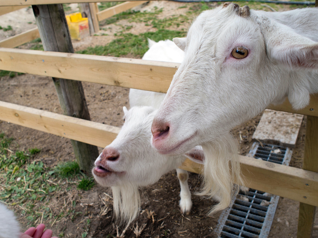 f:id:rokuzeudon:20160208155244j:plain