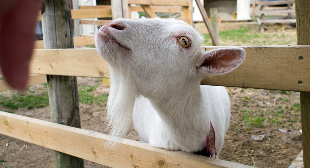 f:id:rokuzeudon:20160208155252j:plain