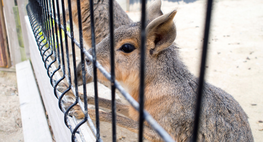 f:id:rokuzeudon:20160208155359j:plain