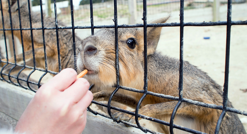 f:id:rokuzeudon:20160208155408j:plain