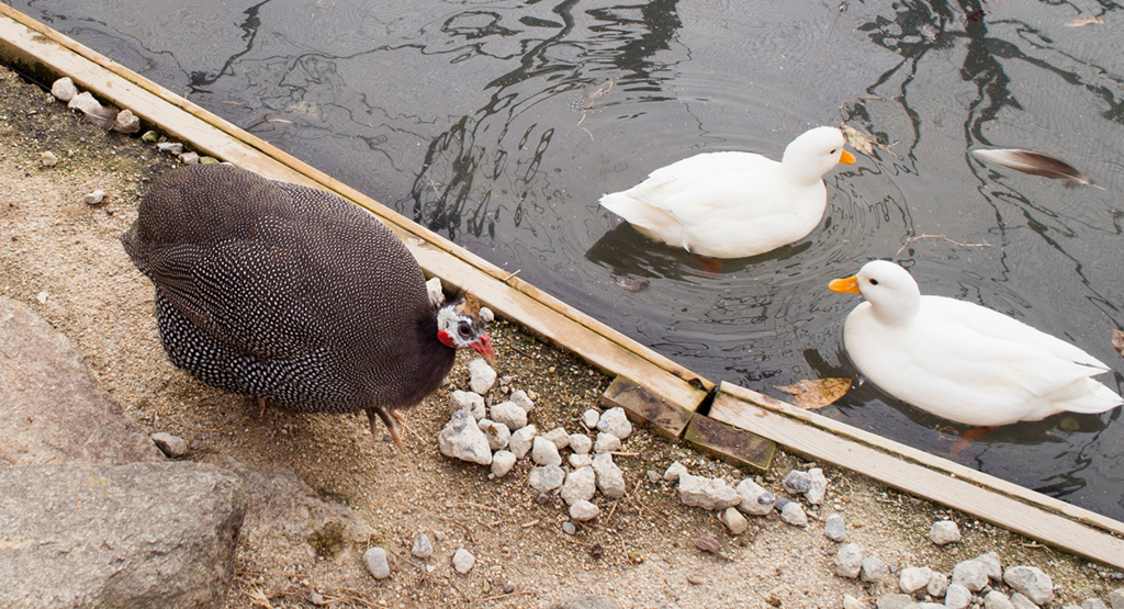 f:id:rokuzeudon:20160208155441j:plain