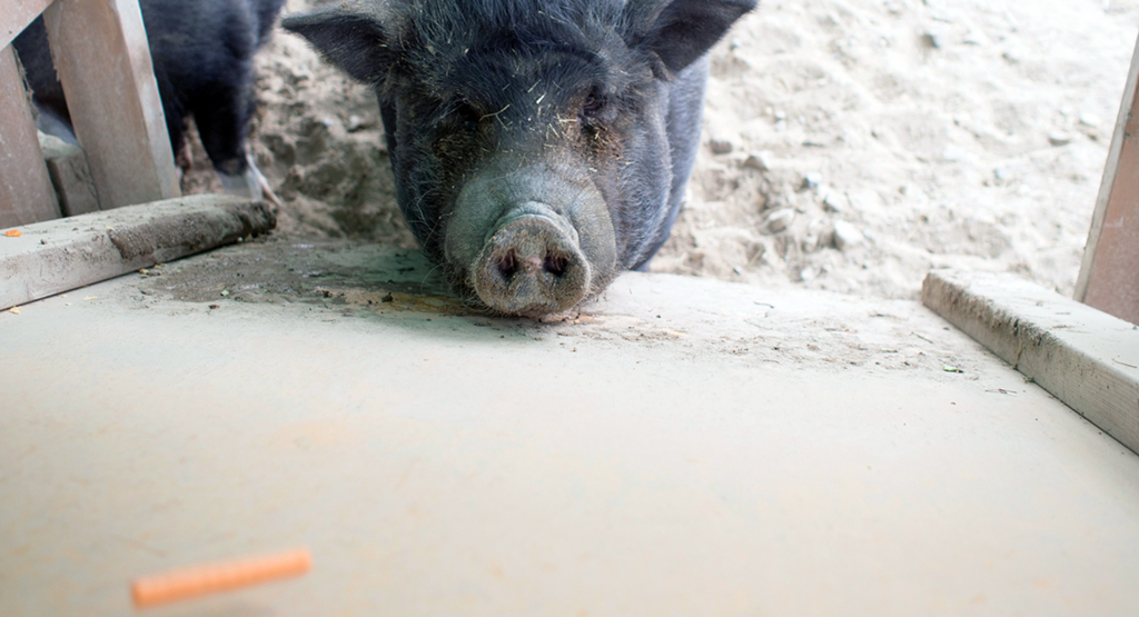 f:id:rokuzeudon:20160208155506j:plain