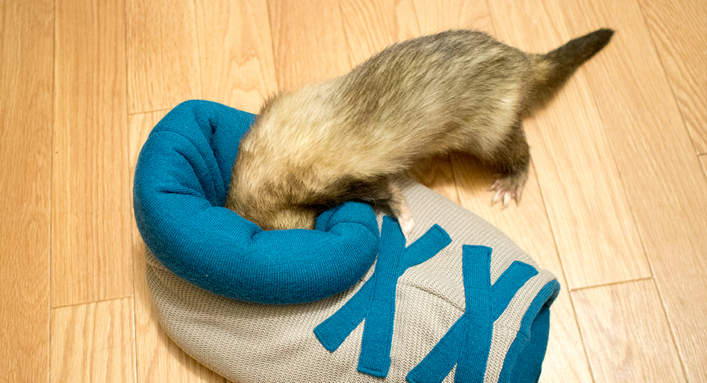 f:id:rokuzeudon:20161104062933j:plain