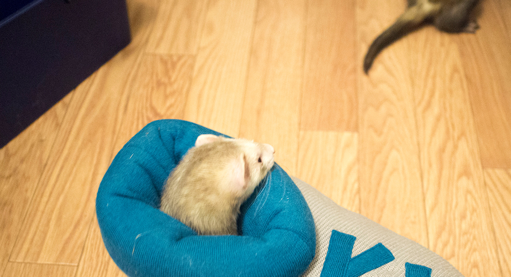 f:id:rokuzeudon:20161104062947j:plain