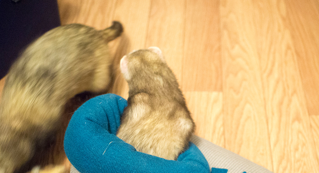 f:id:rokuzeudon:20161104062951j:plain