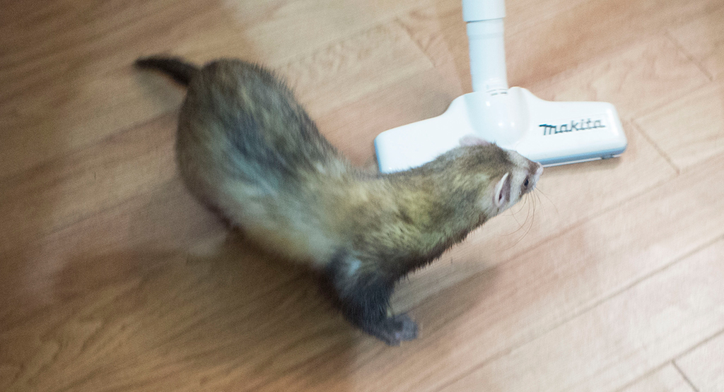 f:id:rokuzeudon:20161112012635j:plain