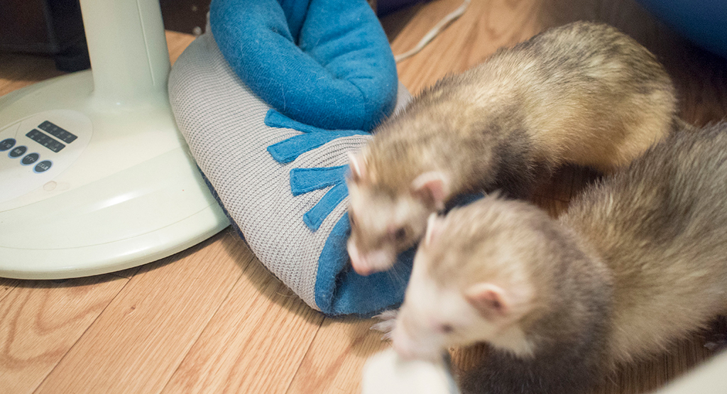 f:id:rokuzeudon:20161112012642j:plain