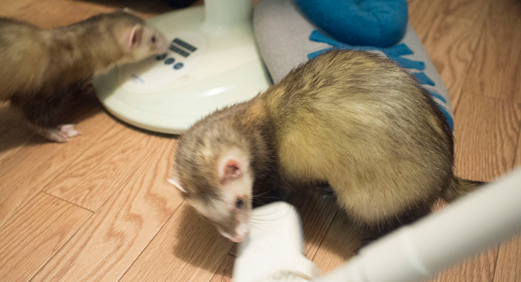 f:id:rokuzeudon:20161112012646j:plain