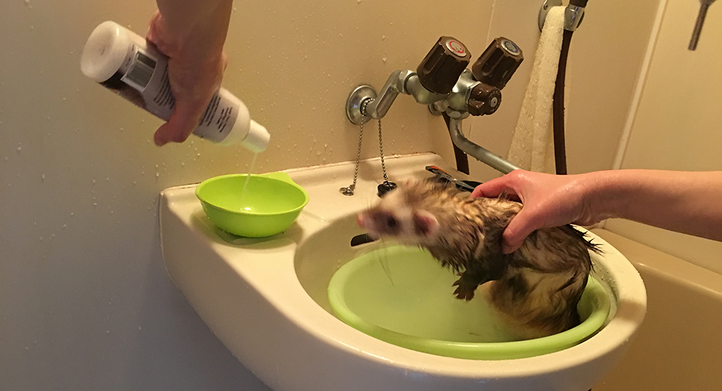 シャンプーを嫌がるフェレット