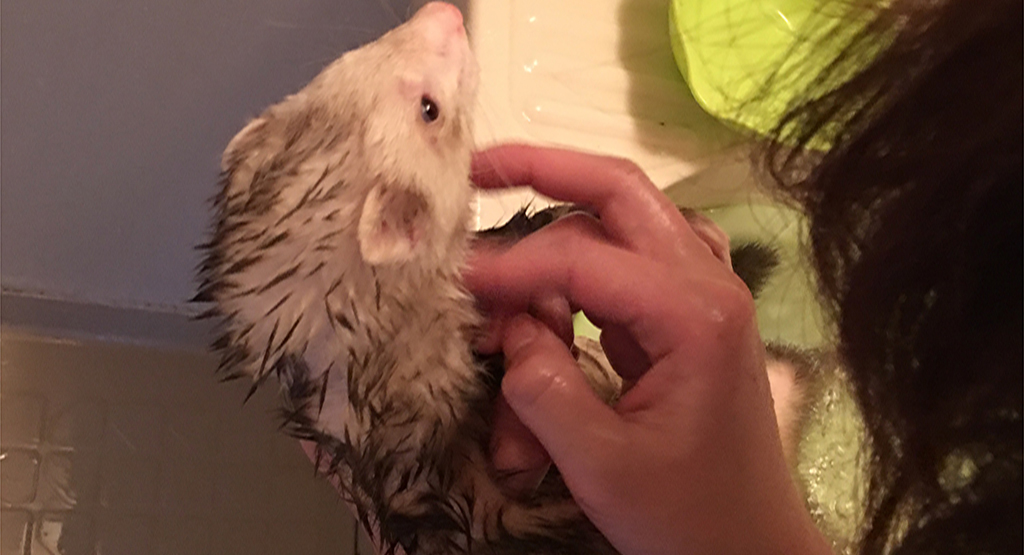 f:id:rokuzeudon:20161224160939j:plain