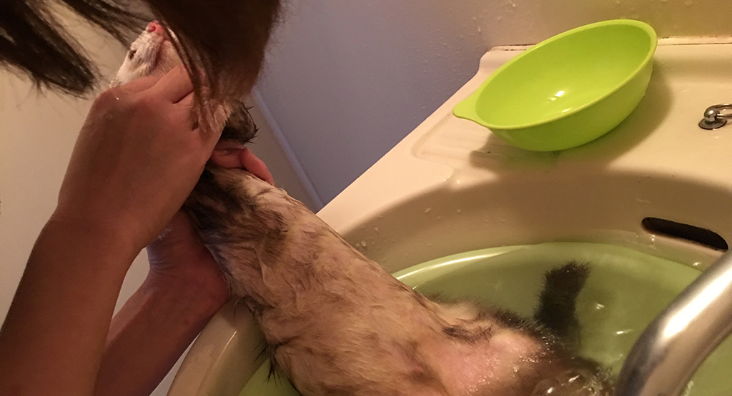 シャンプーを嫌がらないフェレット