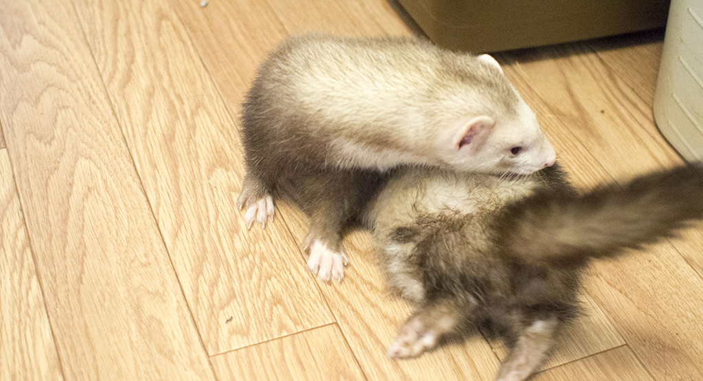 シャンプー後のフェレット