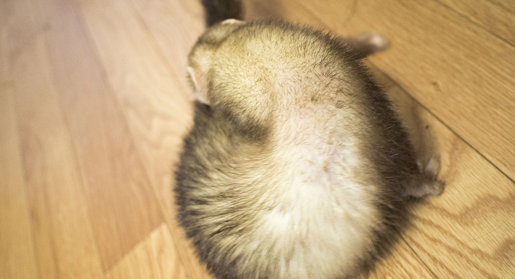 f:id:rokuzeudon:20161224160947j:plain