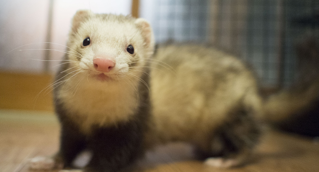 シャンプー後のフェレット