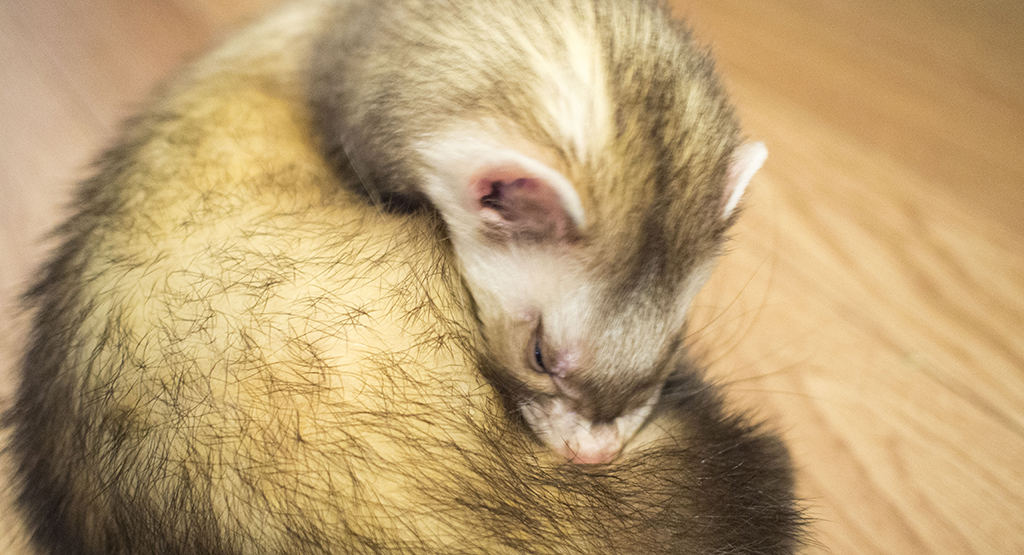 f:id:rokuzeudon:20161224160952j:plain