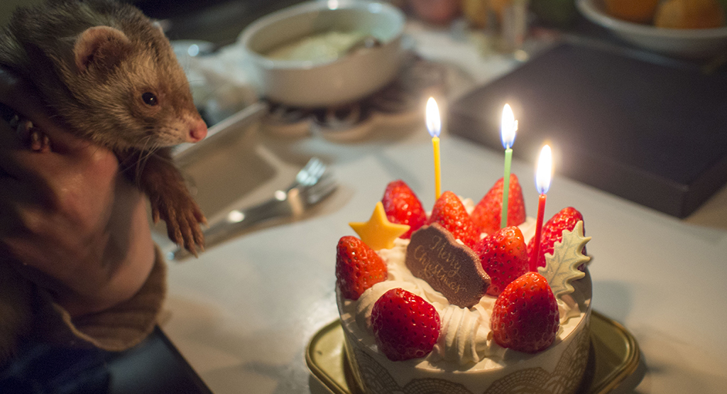 クリスマスケーキとフェレット