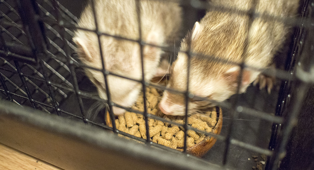 f:id:rokuzeudon:20170114182903j:plain