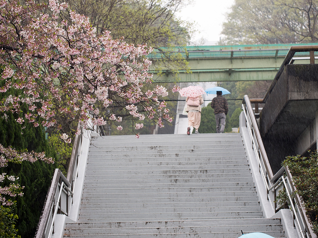 雨と桜の東山動植物園
