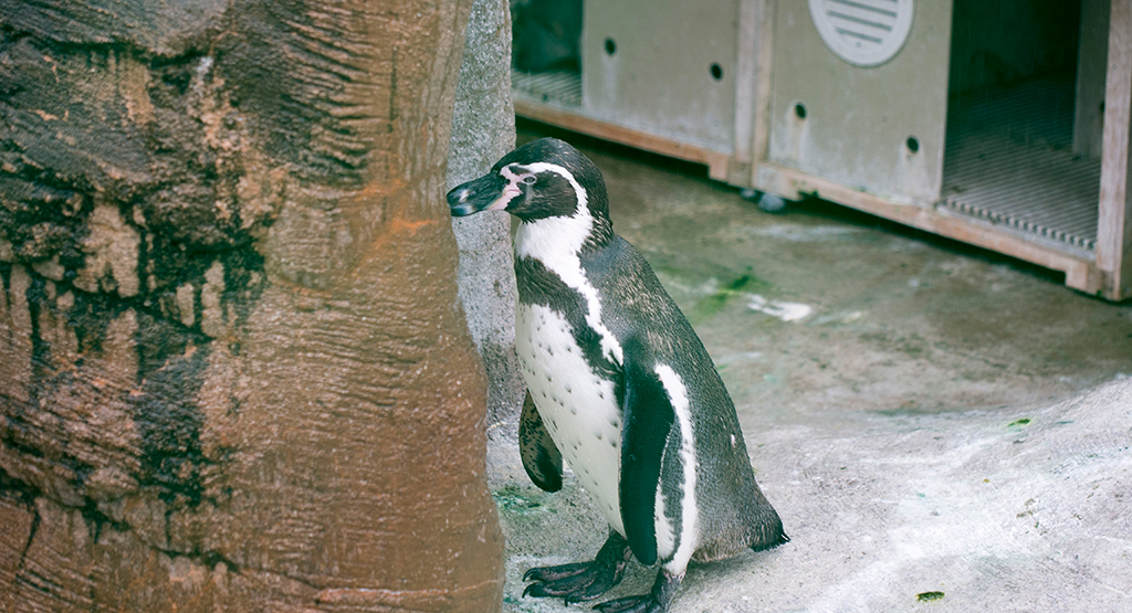 たそがれるペンギン