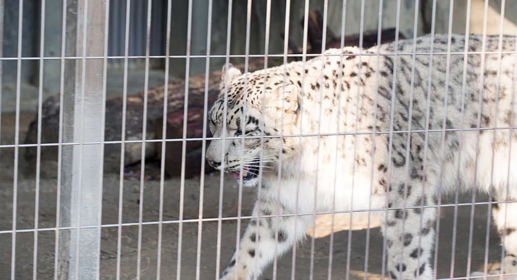 白くて美しいユキヒョウ
