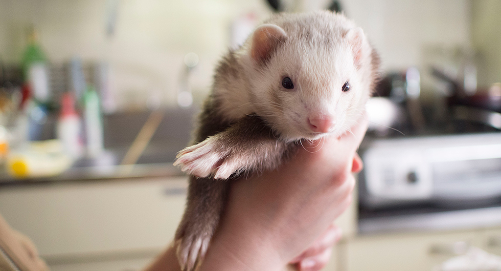 f:id:rokuzeudon:20170518195230j:plain