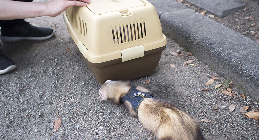 キャリーで連れてきた