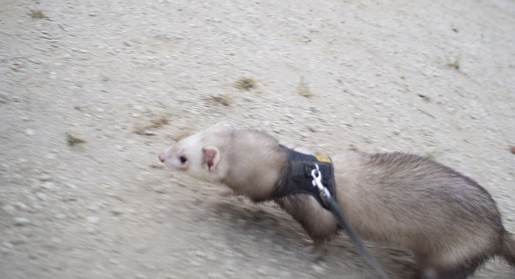 駆け抜けるフェレット