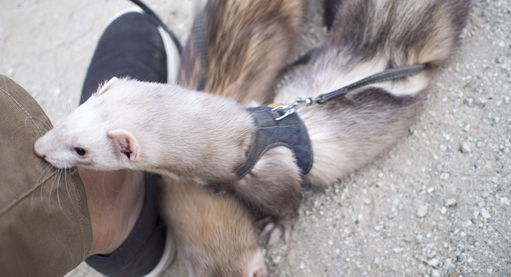 足元に擦り寄ってくれるフェレット