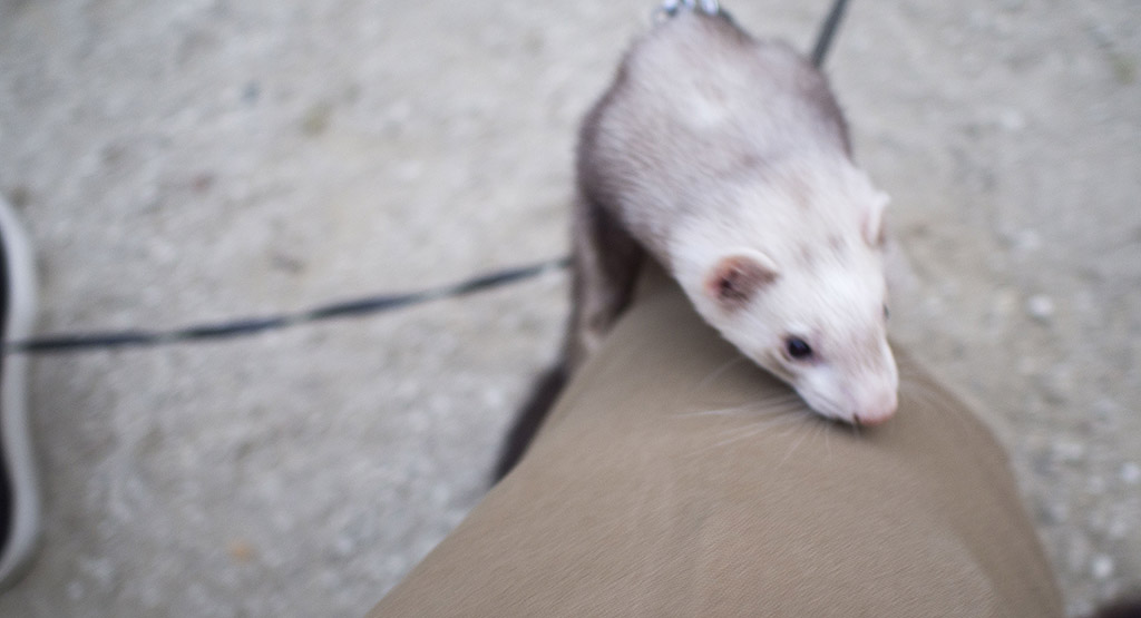 足をよじ登ってくるフェレット