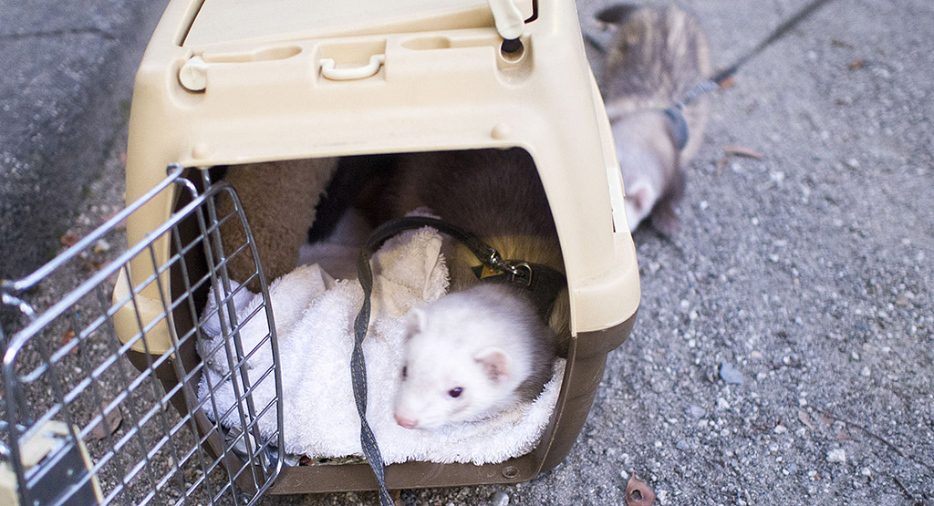 やってきたてっぺいくん