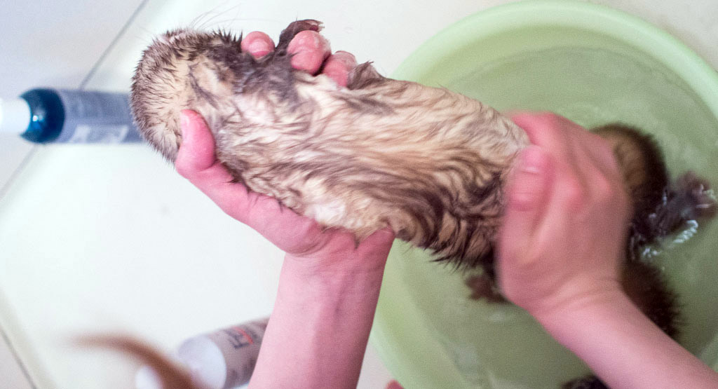 シャンプーされるてっぺいくん